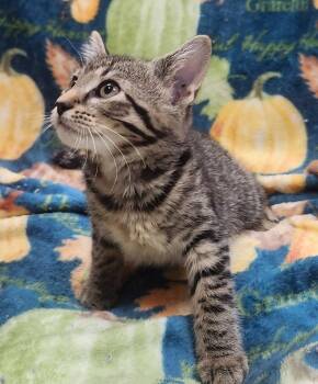 Rosalyn -  Domestic Short Hair Cat for Adoption in Little Rock, Arkansas - Rosalyn | PetCurious