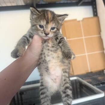 Cabbage Bowers -  Domestic Short Hair Cat for Adoption in Woodstock, Virginia - Cabbage Bowers | PetCurious