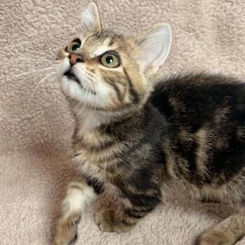 Ed -  Domestic Short Hair Cat for Adoption in Waterloo, Iowa - Ed | PetCurious