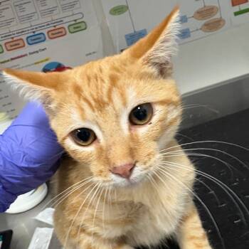 Rescue Domestic Short Hair Cats for Adoption in League City, Texas - Bobby O'Malley | PetCurious