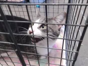 CHUKY -  Domestic Short Hair Cat for Adoption in Tulsa, Oklahoma - CHUKY | PetCurious