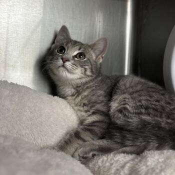 Domestic Short Hair Cats Available for Adoption - Icy | PetCurious