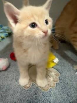 Rodeo -  Domestic Short Hair Cat for Adoption in Mason City, Iowa - Rodeo | PetCurious