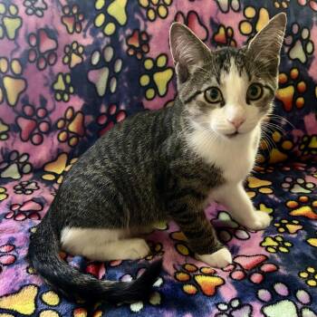 Perrin -  Domestic Short Hair Cat for Adoption in Plainfield, Illinois - Perrin | PetCurious
