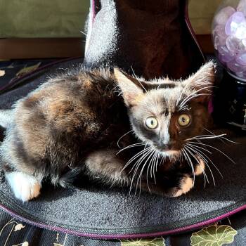 Rescue Domestic Short Hair Cats for Adoption in Long Beach, California - Artemis | PetCurious