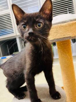 Jelly Bean -  Domestic Short Hair Cat for Adoption in Topeka, Kansas - Jelly Bean | PetCurious