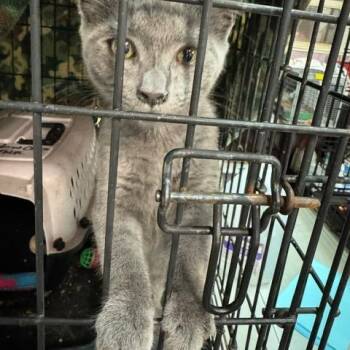 0826-54 Dustie -  Domestic Short Hair Cat for Adoption in Abingdon, Maryland - 0826-54 Dustie | PetCurious