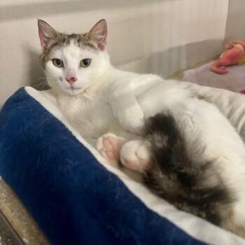 Domestic Short Hair Cats Available for Adoption in Hutchinson, Minnesota - Farah | PetCurious