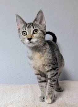 Tanya -  Domestic Short Hair Cat for Adoption in Little Falls, Minnesota - Tanya | PetCurious