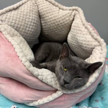 Jasper -  Domestic Short Hair Cat for Adoption in Hamburg, New York - Jasper | PetCurious