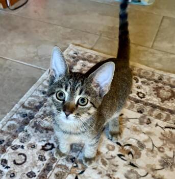 Badboy Jay -  Domestic Short Hair and Tabby Cat for Adoption in Chandler, Arizona - Badboy Jay | PetCurious