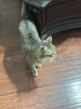 Rescue American Shorthair Cats for Adoption in Middleburg, Florida - Ralphie | PetCurious