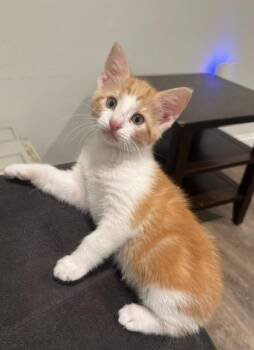Honey Mustard -  Domestic Short Hair Cat for Adoption in Cincinnati, Ohio - Honey Mustard | PetCurious