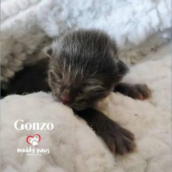 Rescue Domestic Short Hair Cats for Adoption in Council Bluffs, Iowa - Muppet Babies: Gonzo | PetCurious