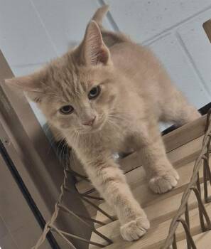 Domestic Short Hair Cats Available for Adoption in Decatur, Illinois - TADASHI | PetCurious