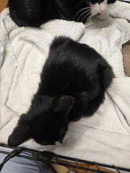 Traffic Light -  Domestic Short Hair Cat for Adoption in Douglasville, Georgia - Traffic Light | PetCurious