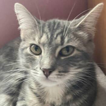 Rescue Domestic Short Hair Cats for Adoption in Chicago, Illinois - Muffin | PetCurious