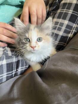 Dream -  Dilute Calico Cat for Adoption in Edmond, Oklahoma - Dream | PetCurious