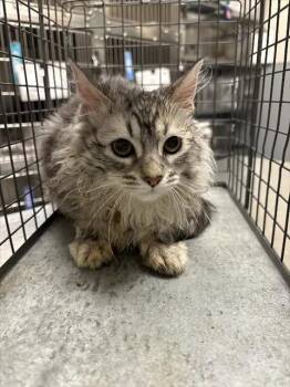 PHANTOM -  Domestic Short Hair Cat for Adoption in Las Vegas, Nevada - PHANTOM | PetCurious
