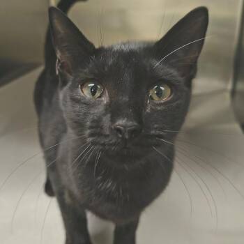 Aang -  Domestic Short Hair Cat for Adoption in East Hampton, New York - Aang | PetCurious