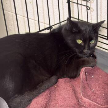 Mia- Barn Cat -  Domestic Short Hair Cat for Adoption in Waterloo, Iowa - Mia- Barn Cat | PetCurious
