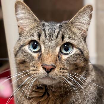 Sky - Reduced Fee -  Domestic Short Hair Cat for Adoption in Jefferson, Wisconsin - Sky - Reduced Fee | PetCurious