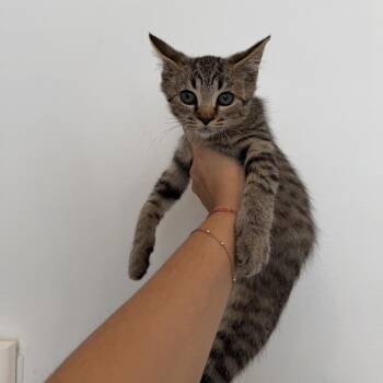 Igor -  Domestic Short Hair Cat for Adoption in Chattanooga, Tennessee - Igor | PetCurious