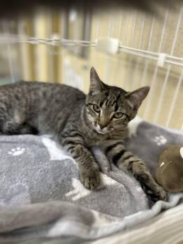 Saturn -  Domestic Short Hair Cat for Adoption in Myerstown, Pennsylvania - Saturn | PetCurious