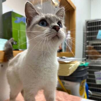 Pin Cherry -  Siamese and Domestic Short Hair Cat for Adoption in Candler, North Carolina - Pin Cherry | PetCurious