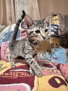 Layla -  Domestic Short Hair Cat for Adoption in Fresno, California - Layla | PetCurious