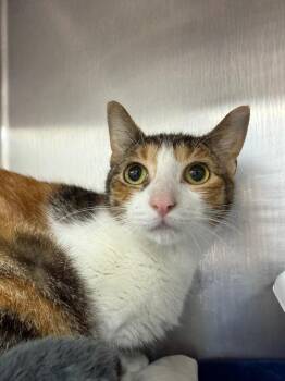 Francine -  Domestic Short Hair Cat for Adoption in Pomona, New York - Francine | PetCurious