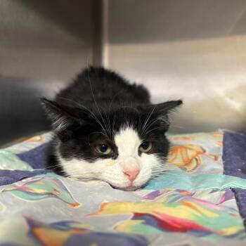 Spicer -  Domestic Short Hair Cat for Adoption in Lakeland, Florida - Spicer | PetCurious