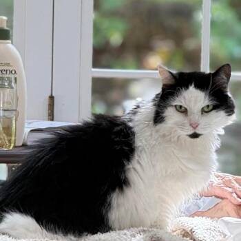 Tessie -  Domestic Medium Hair Cat for Adoption in Scituate, Massachusetts - Tessie | PetCurious