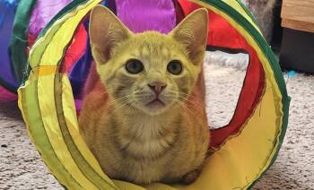 Cody -  Domestic Short Hair Cat for Adoption in Greensboro, North Carolina - Cody | PetCurious