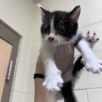 Occupational Safety -  Domestic Short Hair Cat for Adoption in Asheville, North Carolina - Occupational Safety | PetCurious