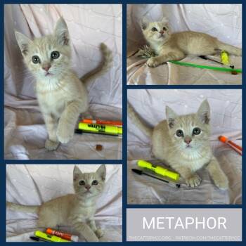 Metaphor -  Domestic Short Hair Cat for Adoption in Corpus Christi, Texas - Metaphor | PetCurious