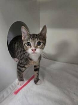 Marco -  Domestic Short Hair Cat for Adoption in Savannah, Georgia - Marco | PetCurious