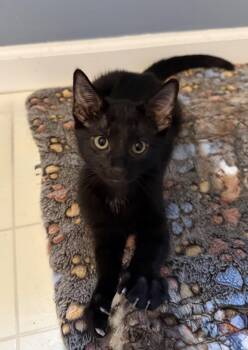 Raymond -  Bombay and Domestic Short Hair Cat for Adoption in Georgetown, Kentucky - Raymond | PetCurious