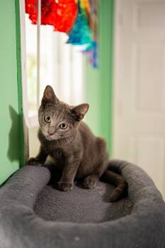 Spring -  Domestic Short Hair Cat for Adoption in Morgantown, West Virginia - Spring | PetCurious