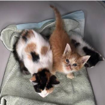 Casey -  Domestic Short Hair Cat for Adoption in Gordonsville, Tennessee - Casey | PetCurious
