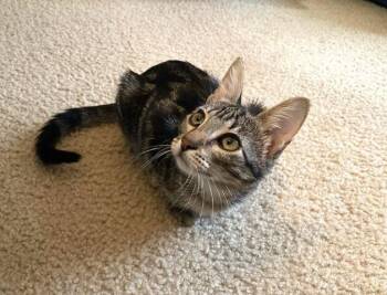 Thea -  Domestic Short Hair Cat for Adoption in Fort Collins, Colorado - Thea | PetCurious