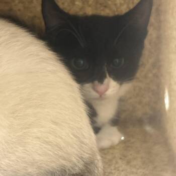 Crumpet -  Domestic Short Hair Cat for Adoption in Philadelphia, Pennsylvania - Crumpet | PetCurious