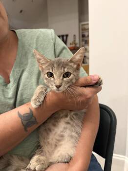 Quantum (Available for pre-adoption) -  Domestic Short Hair Cat for Adoption in Camden, South Carolina - Quantum (Available For Pre-adoption) | PetCurious