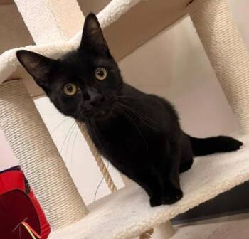 Domestic Short Hair Cats Available for Adoption in Kansas City, Missouri - Henry | PetCurious