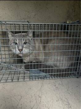 LOVE BUG -  Domestic Short Hair Cat for Adoption in Louisville, Kentucky - LOVE BUG | PetCurious
