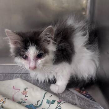 Jelly -  Domestic Short Hair Cat for Adoption in Winston-salem, North Carolina - Jelly | PetCurious