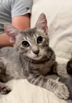 Blue -  Tabby Cat for Adoption in Mission Viejo, California - Blue | PetCurious