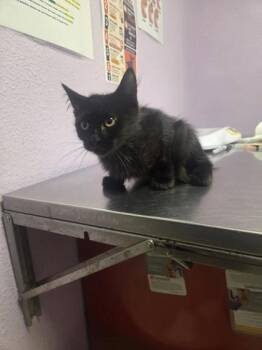 61742421 -  Domestic Short Hair Cat for Adoption in El Paso, Texas - 61742421 | PetCurious