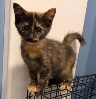 Cookie Crisp -  Domestic Short Hair Cat for Adoption in Youngsville, North Carolina - Cookie Crisp | PetCurious