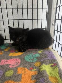 Badger -  Domestic Short Hair Cat for Adoption in Salmon, Idaho - Badger | PetCurious